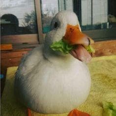 Avatar for Bence Fekete